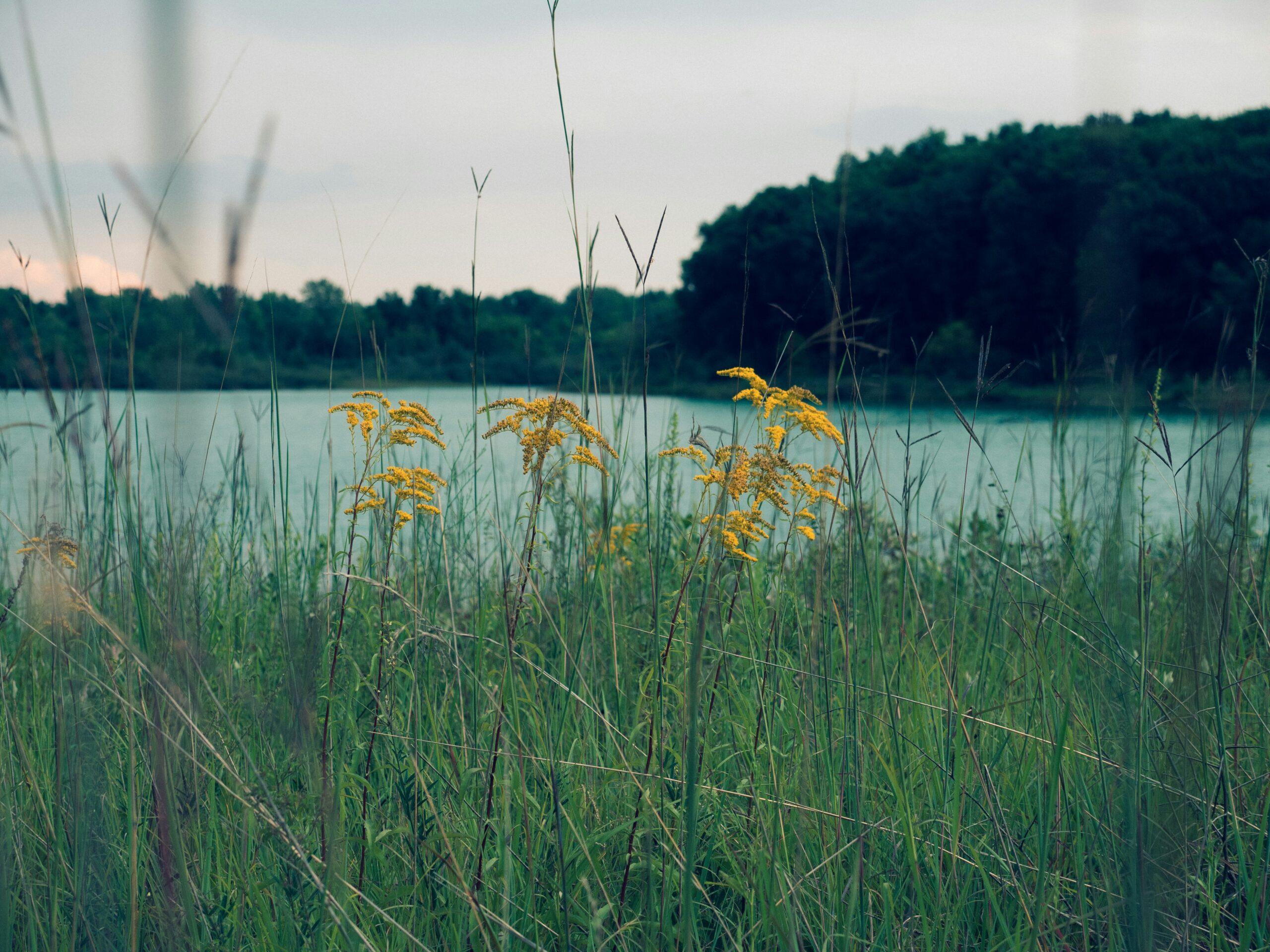 Grass and ragweed flower growing near a Michigan lake